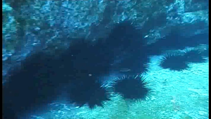 Sea urchins wreak havoc on ocean beds