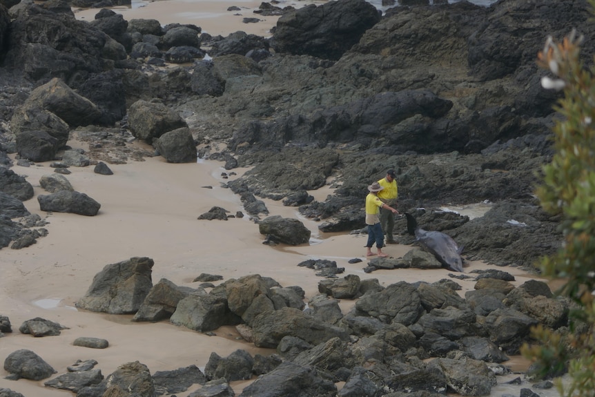 Rangers examine a dead whale, washed up on rocks.