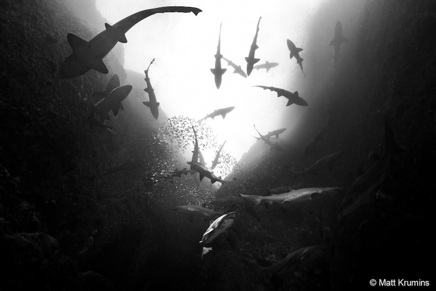 Black and white view looks up at many sharks swimming above with light from surface shining down into dark waters. 