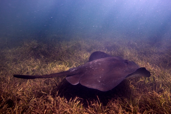 An underwater close-up shot of a stingray swimming over seagrass at Shark Bay.