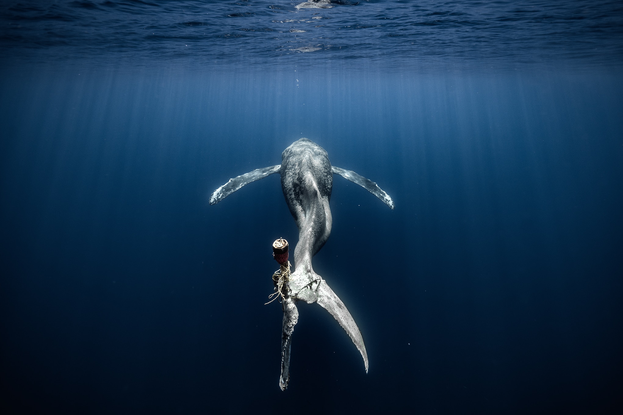 A humpack whale swimming in the ocean with buoys and ropes entangled in its tail