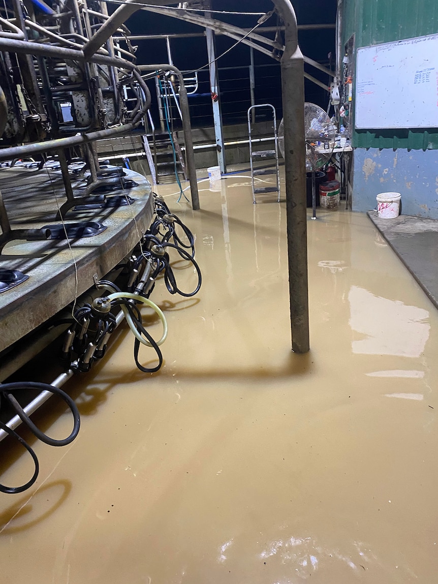 A dairy shed with a rotary turntable full of floodwater.