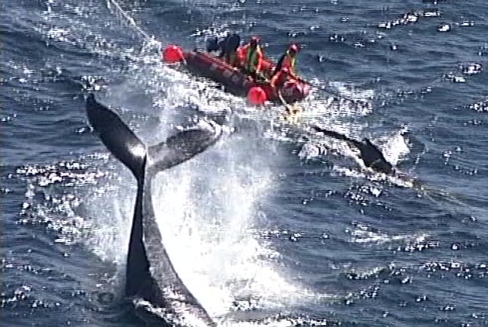 aerial vision of a boat trying to reach out to a baby whale with a larger whale splashing its tail