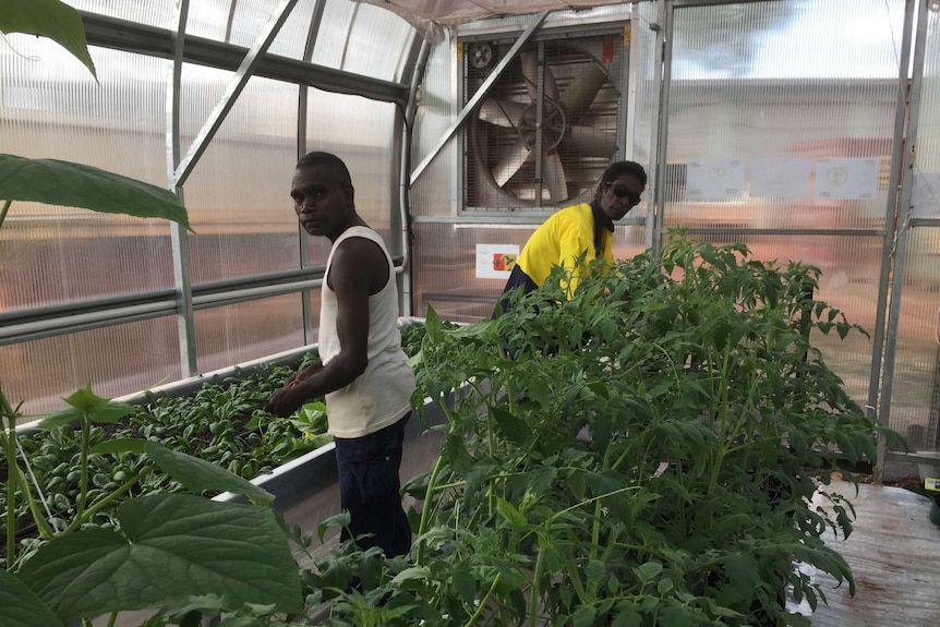 Ramingining greenhouse tomatoes