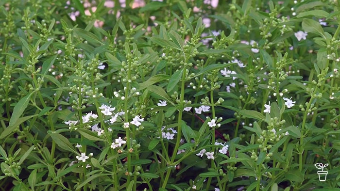 Close up image of plant with small white flowers