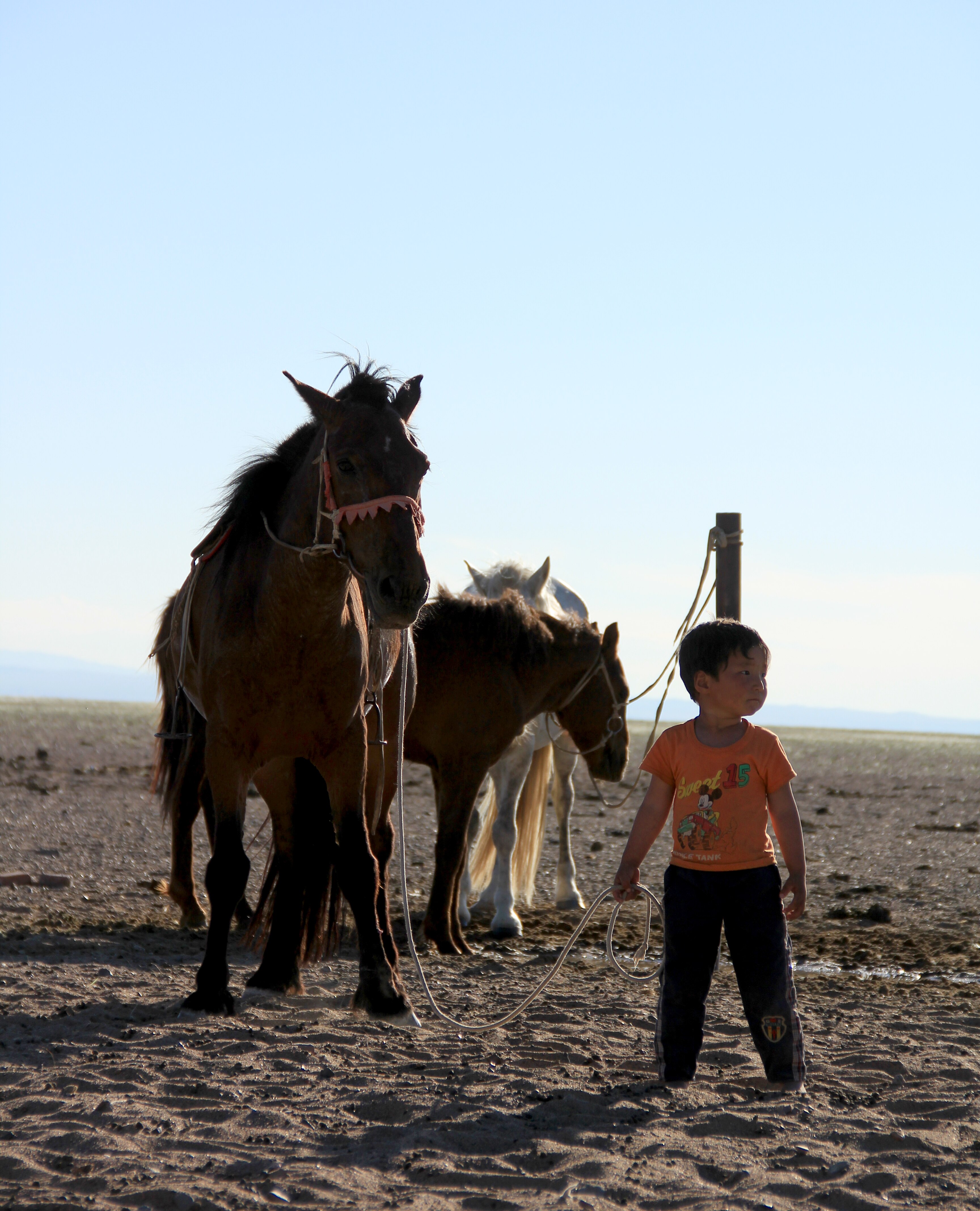 Horses were first domesticated in Russia around 4,200 years ago, DNA