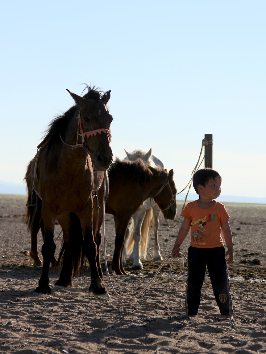 child with three horses