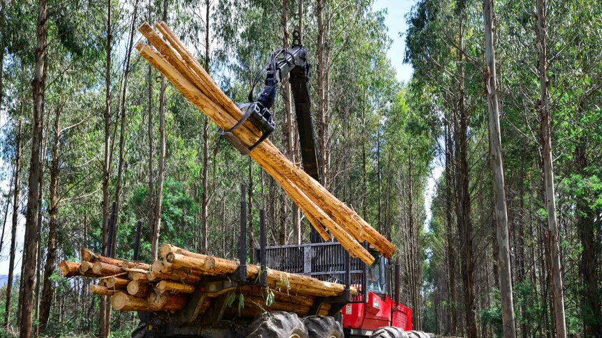 Hardwood plantation forest being thinned in Tasmania