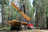 Gathering logs in hardwood plantation in Tasmania