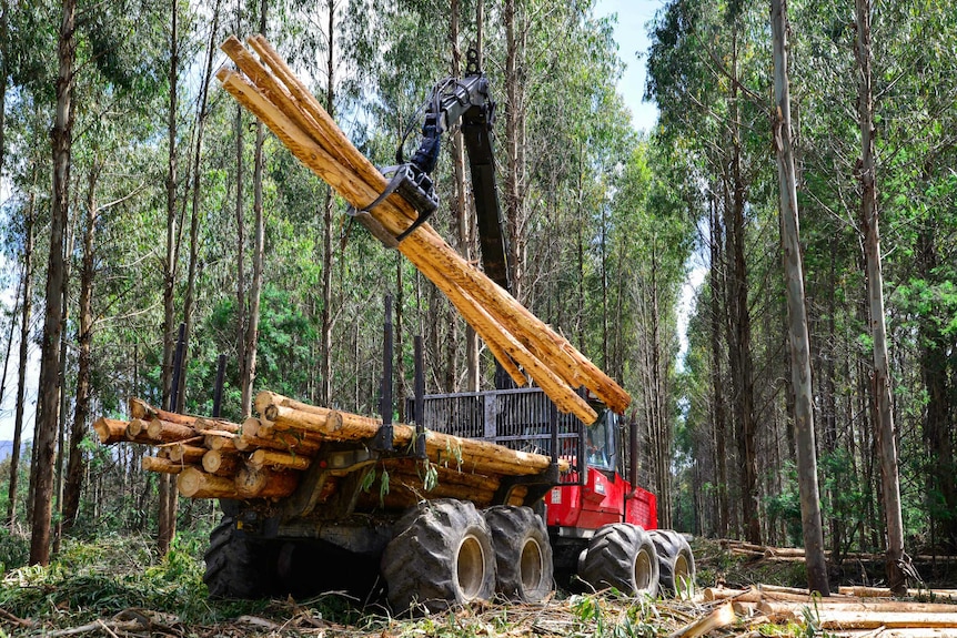 Gathering logs in hardwood plantation in Tasmania