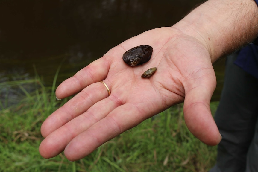Two mussels on a person's hand.