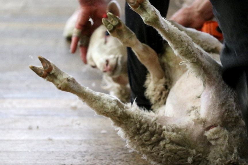 A lamb lies on its back in a shearing shed