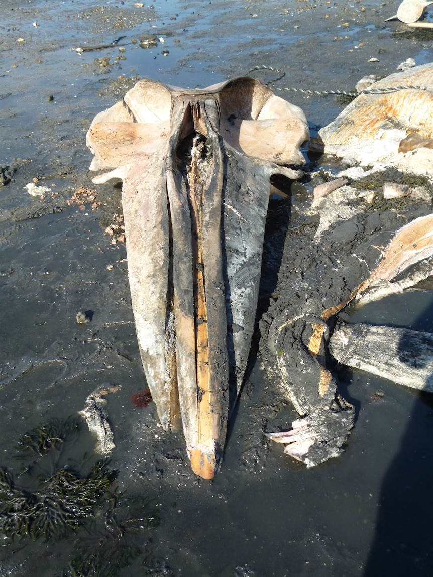 Bryde's whale skull on a South Arm beach, Tasmania.