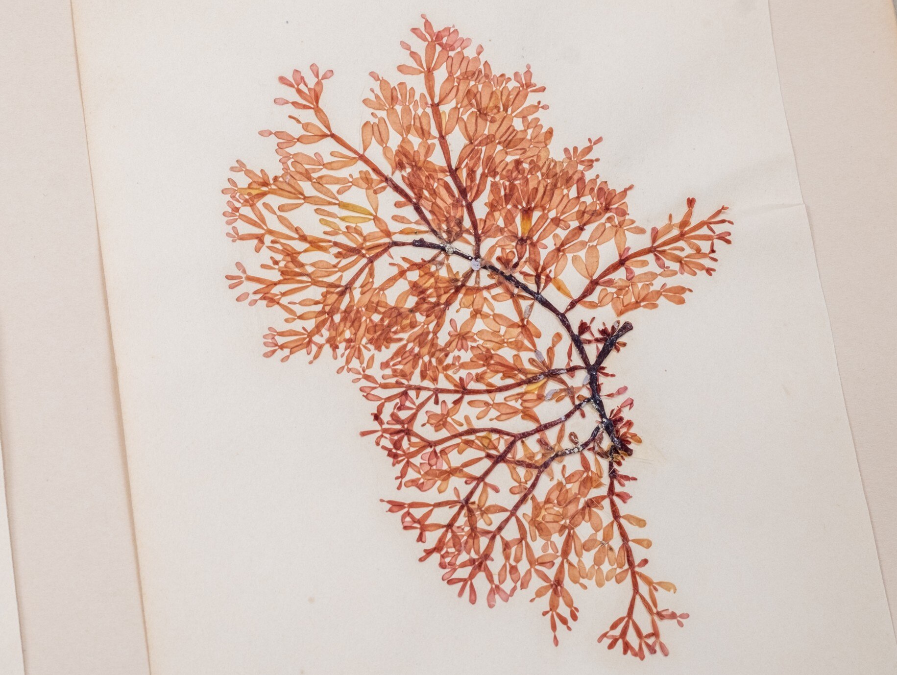 Un primer plano de un alga naranja. 