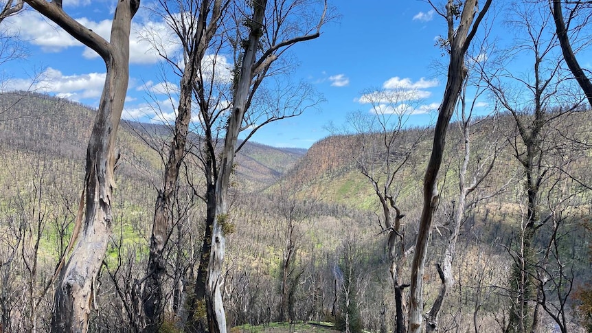 Burnt bush in Kosciuszko National Park with some green growth underneath, including wildflowers.