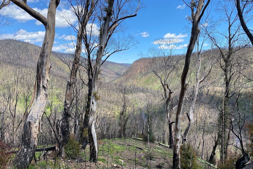 Trees scarred by fire in pristine bushland.