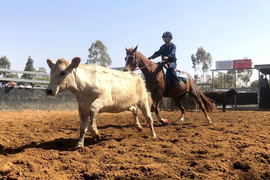 A teenager rides a horse chasing a cow in a campdraft event