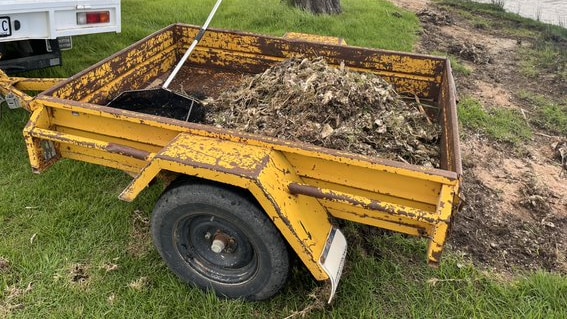 Dead fish in a trailer 