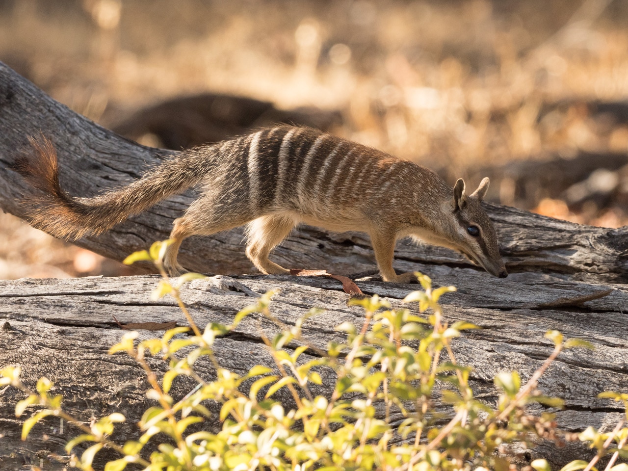 a numbat walks along a log in golden hour