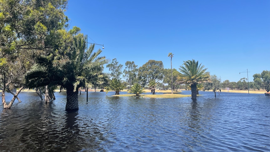 Palm trees surrounded by water