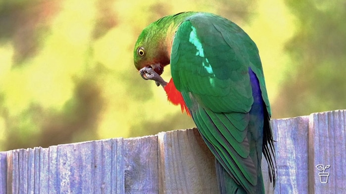 King parrot sitting on the top of a timber garden fence.