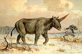 An artist's interpretation of the 'Siberian unicorn'