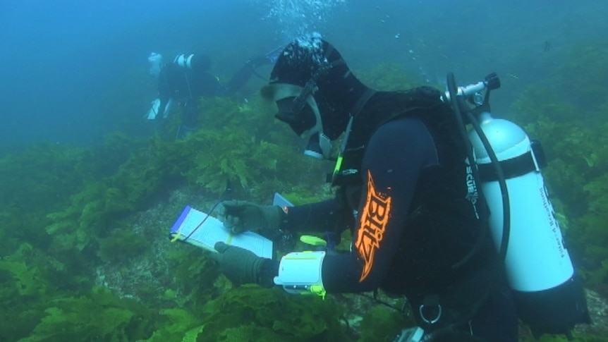 Divers take part in a study off Rottnest in WA, in February 2014