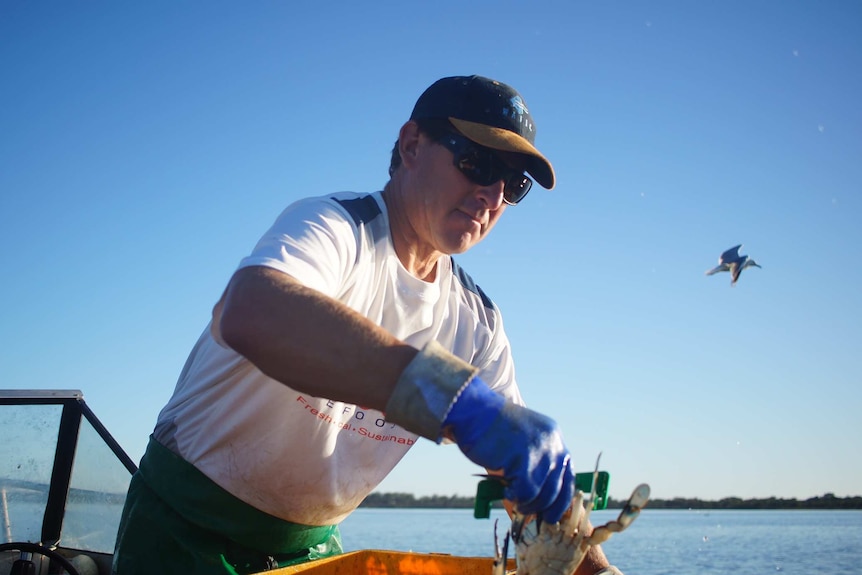 Commercial fisher Damien Bell puts blue swimmer crab into a bucket.