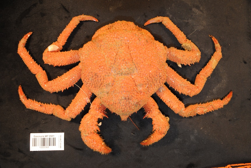 A bright orange crab sits on a black table