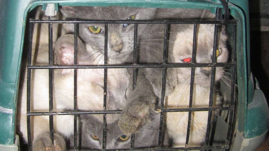 A cage contains a number of cats crammed inside, which is placed inside a truck