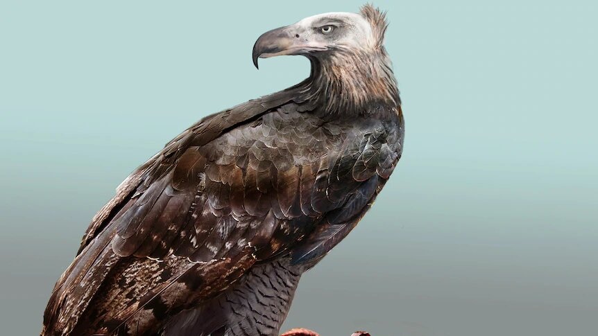 a picture of an eagle with its talons clawed into its prey