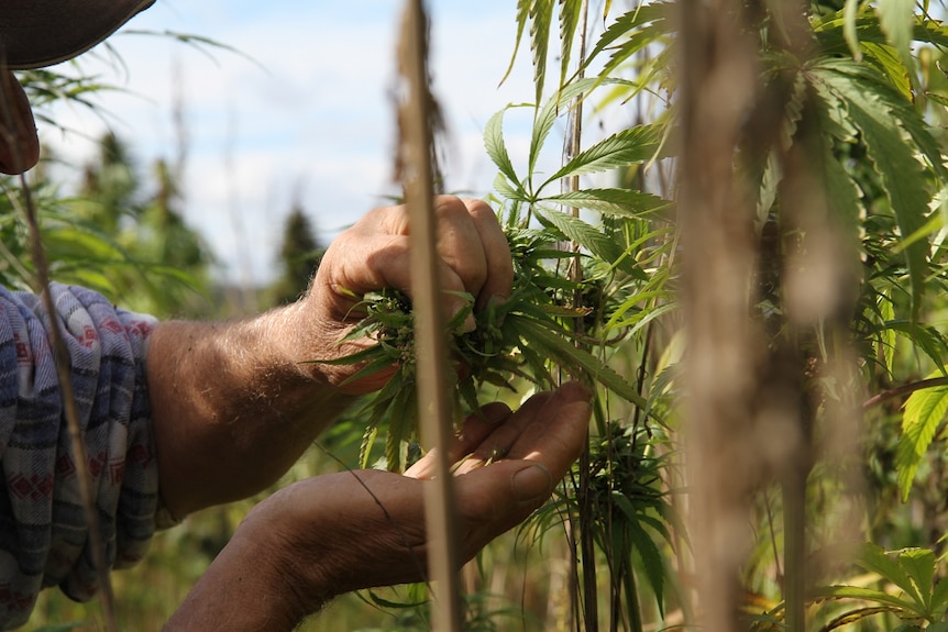 Glen Ossy-Orley inspecting industrial hemp plants