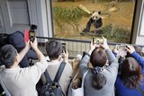 people hold up phones to take images of a panda in a zoo enclosure