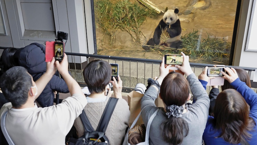 people hold up phones to take images of a panda in a zoo enclosure