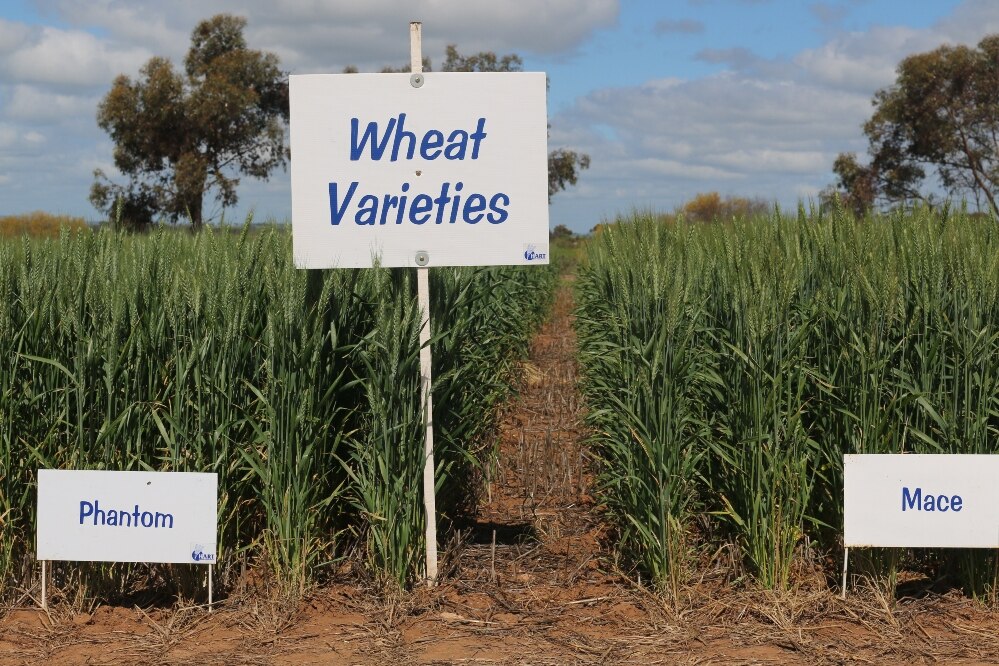 Lentil shortage drives South Australian pulse plantings as prices rise