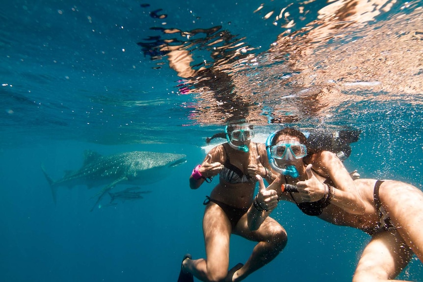 Two people swimming with a whale shark.