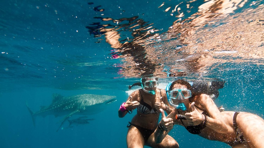 Two people swimming with a whale shark.