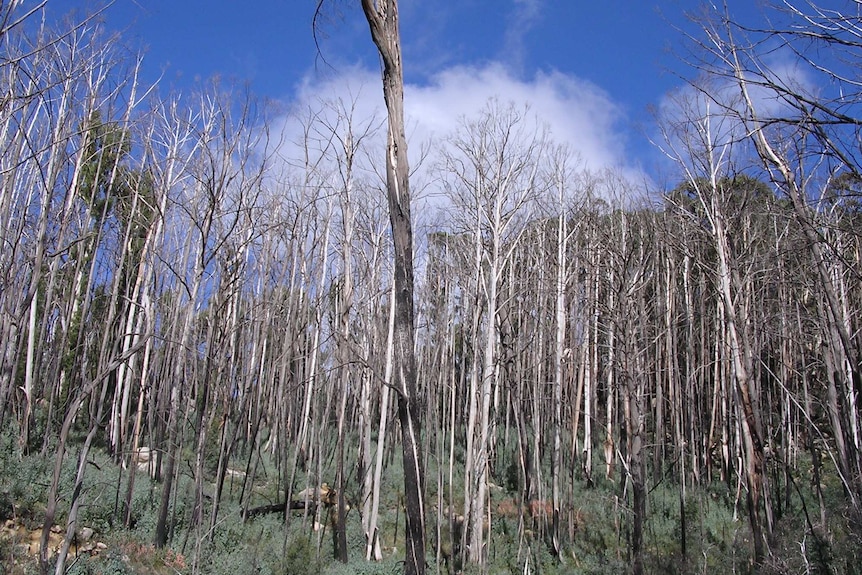 Alpine ash after fire