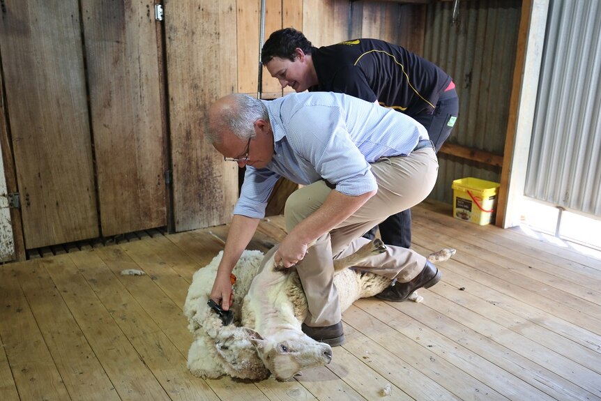 A man is assisted as he shears a sheep in a timber shed