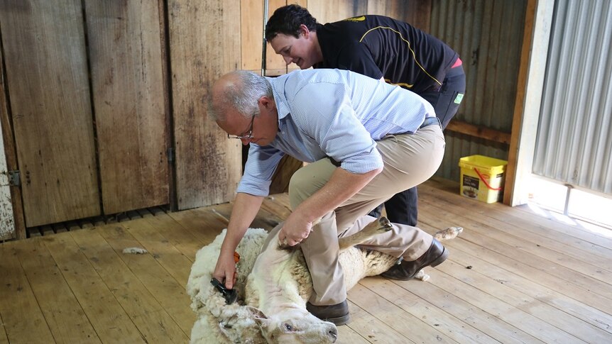 A man is assisted as he shears a sheep in a timber shed