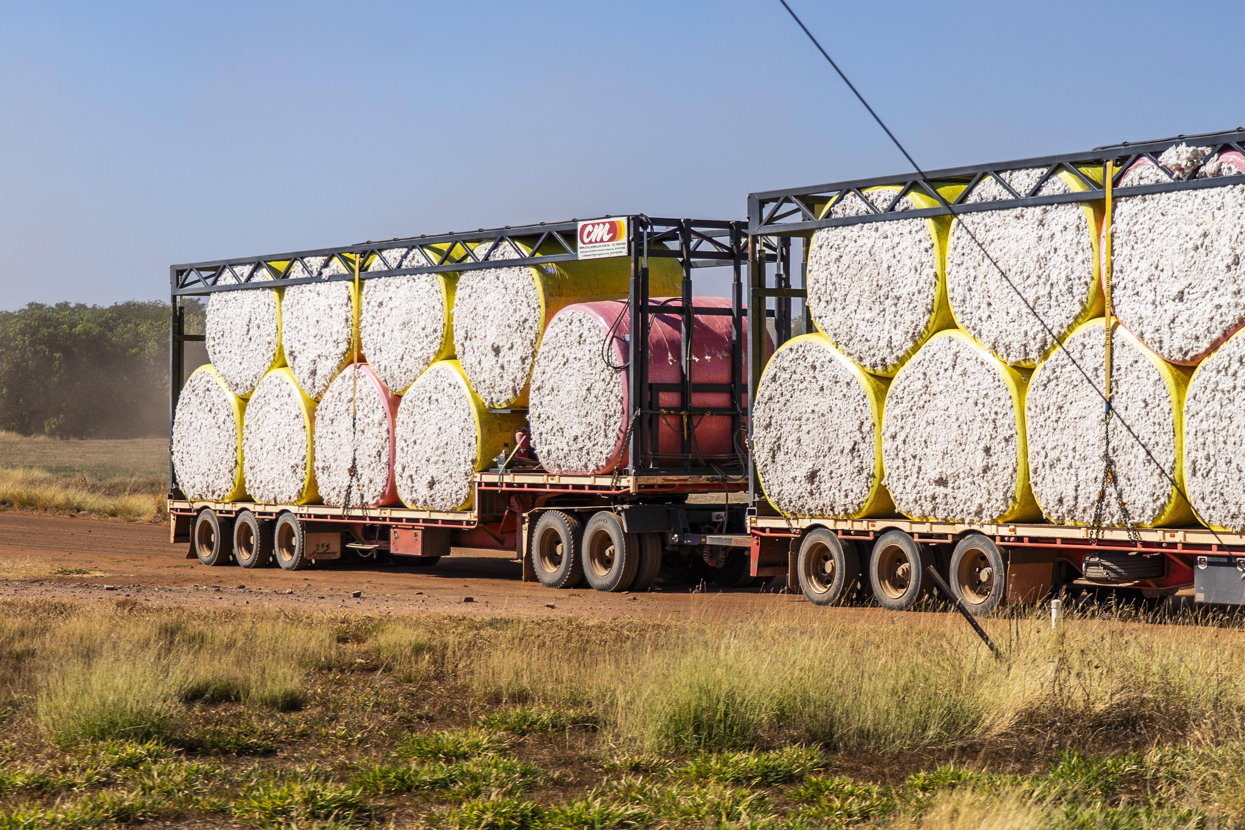 Los bastoncillos de algodón blancos y esponjosos crecen en pequeñas ramas y se empaquetan en un camión para su exportación.