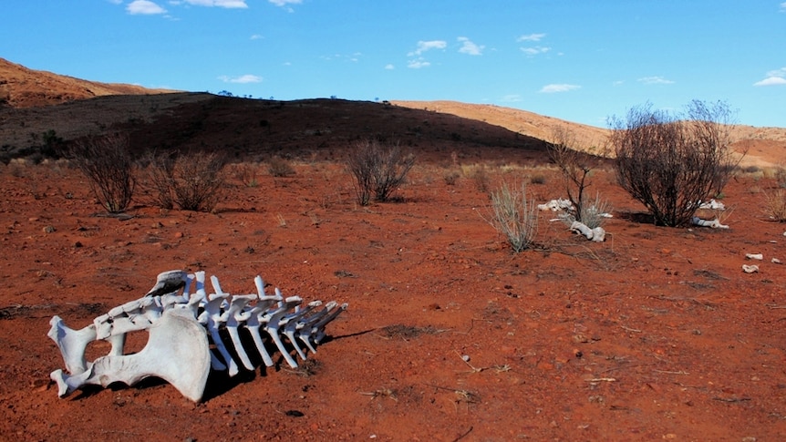Safety watchdog says GPS plot failed pilot in outback