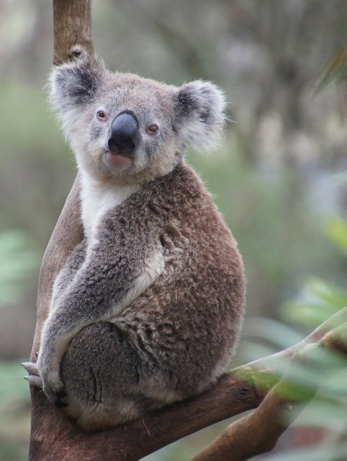 a koala sitting on a branch