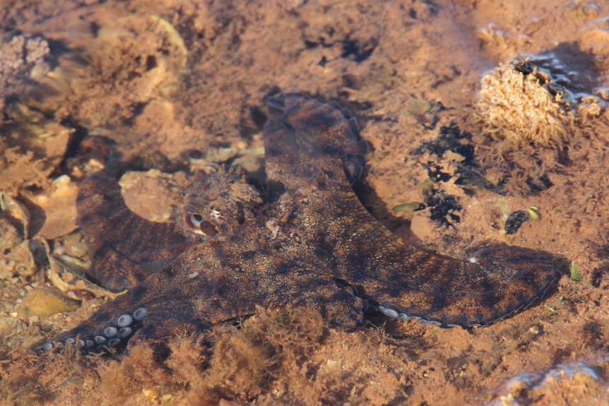 Close up of a tiny octopus in a shallow rockpool.