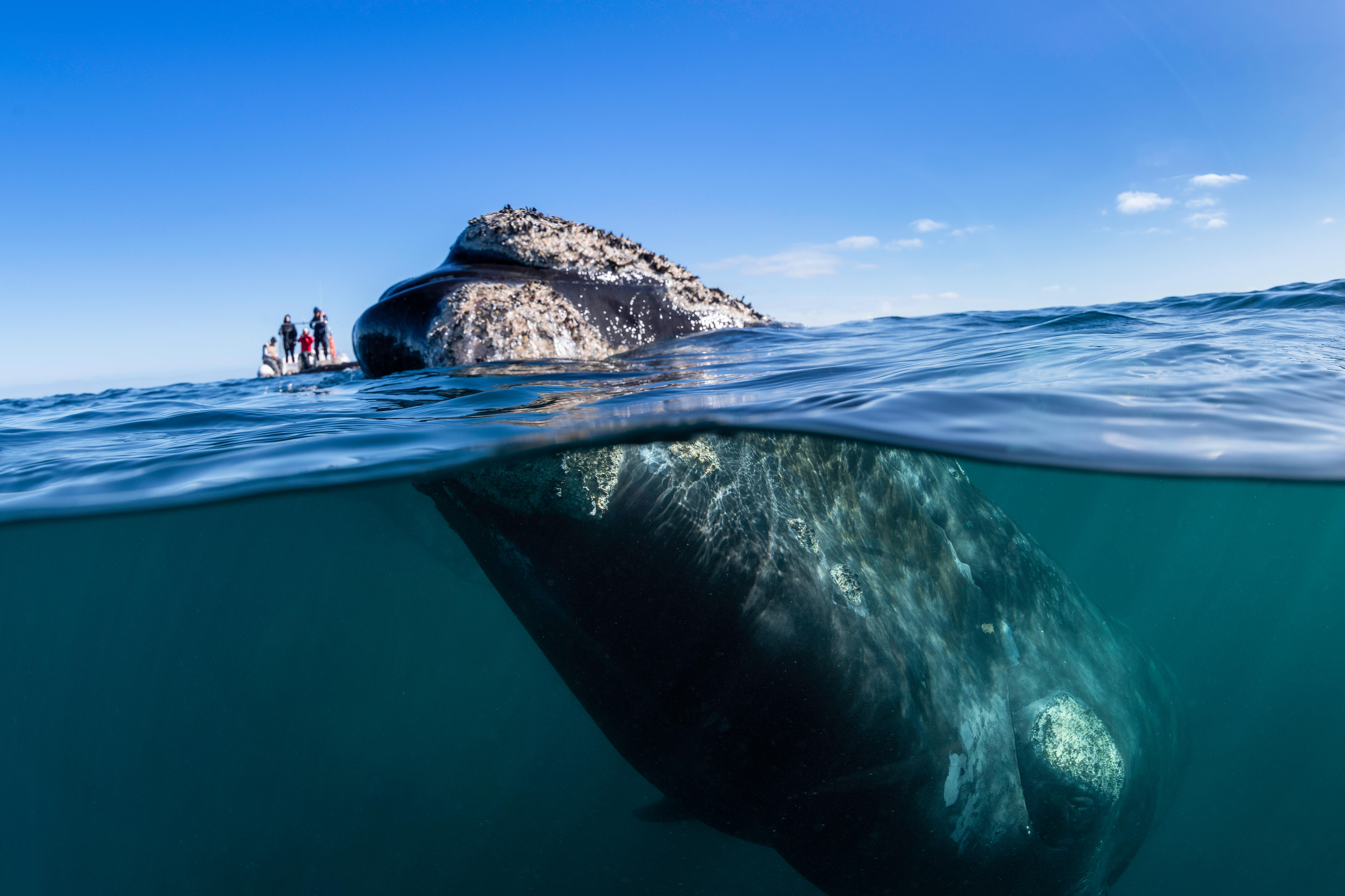 Enormous whale with its nose poking out of the surface of ocean water just next to a tiny boat containing humans