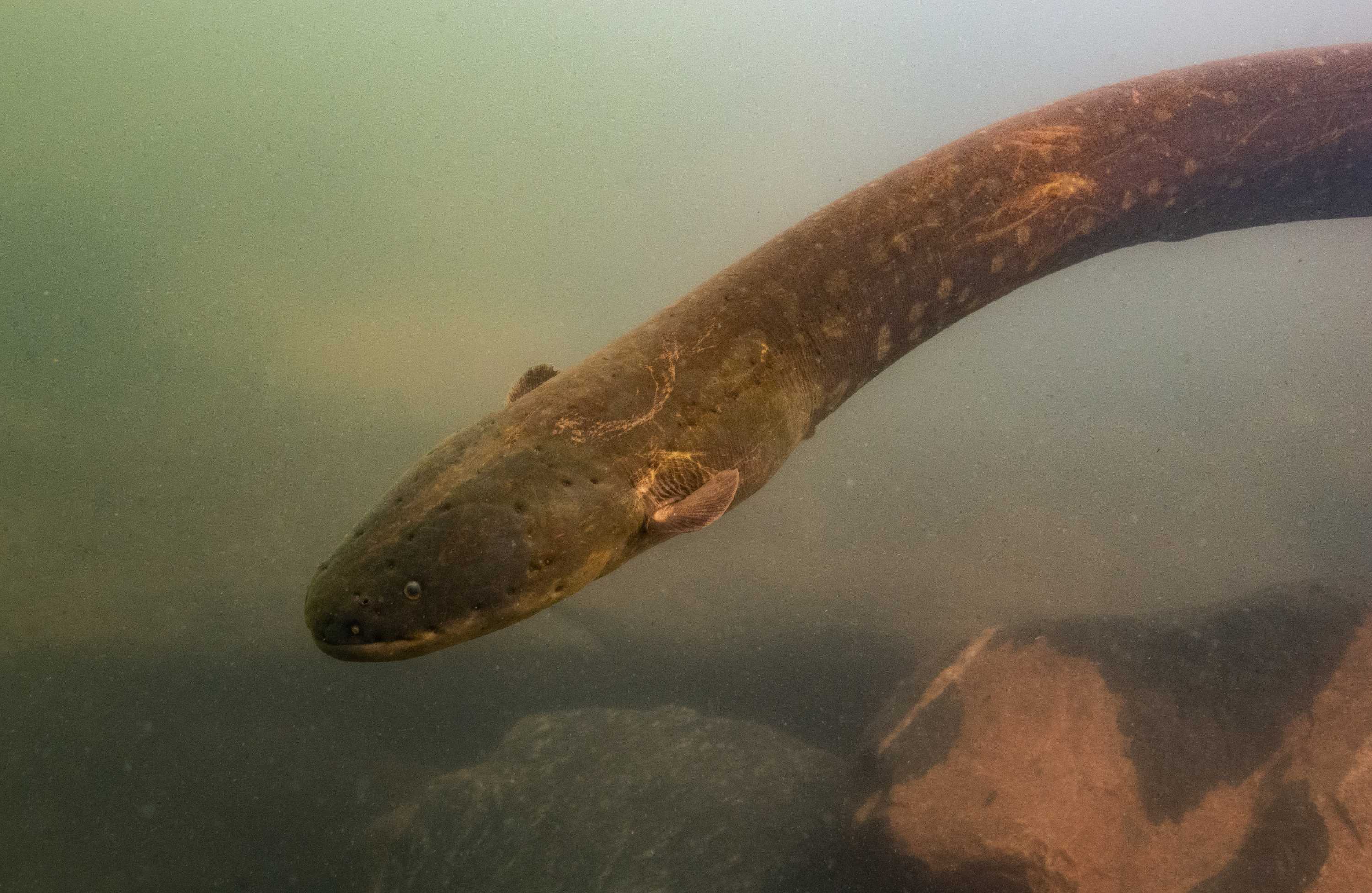 Newly discovered species of electric eel can produce most powerful ...