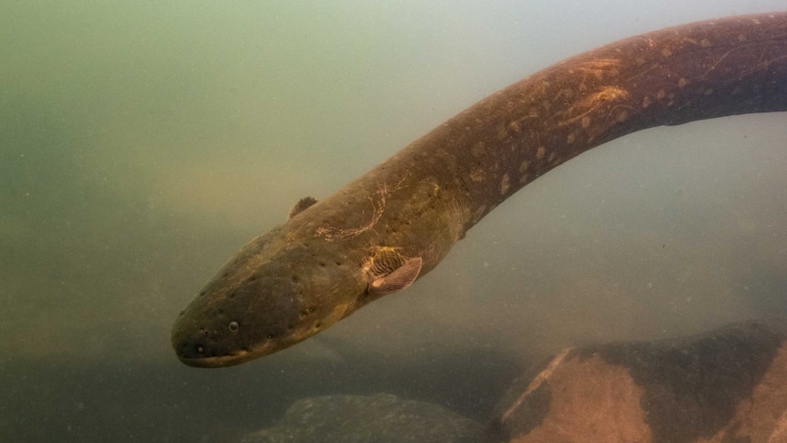 Electric eel, Electrophorus voltai