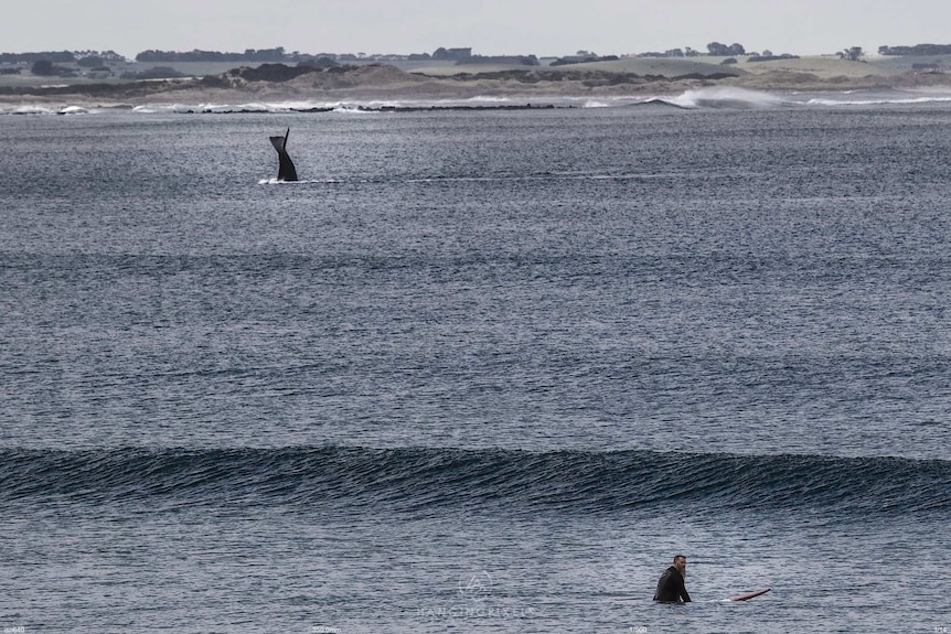 Whale sighting in Port Fairy