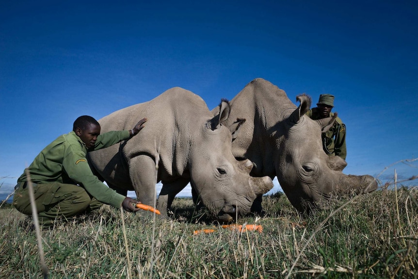 Rangers feed rhinos Fatu and Najin