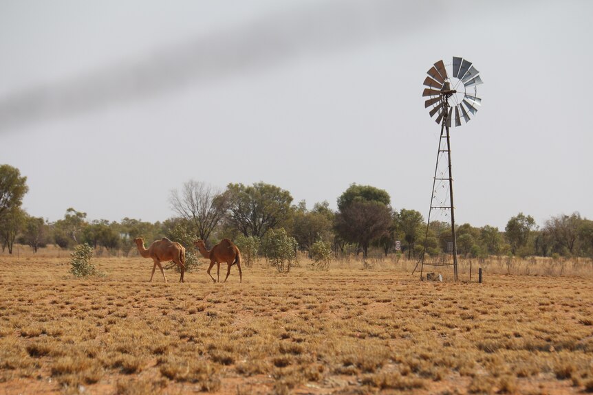 Camels roam a remote property.